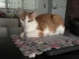 Félix