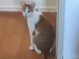 Félix