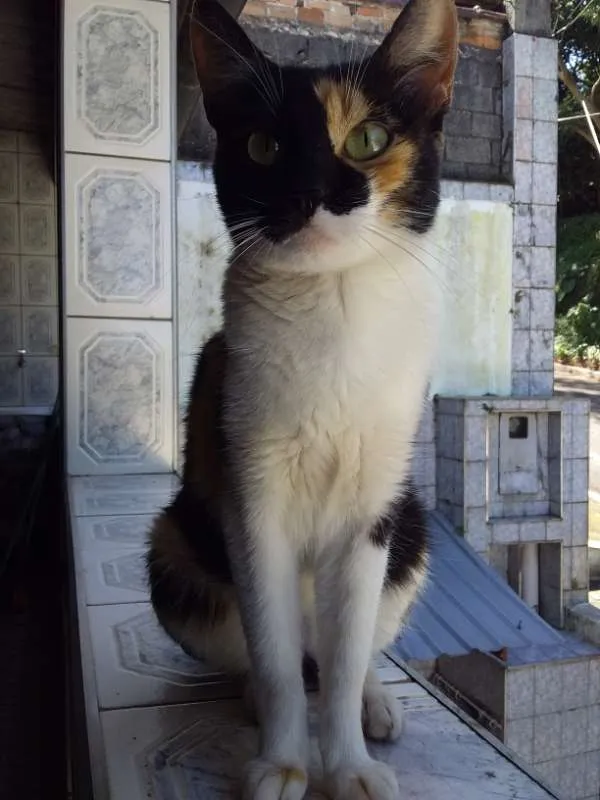 Gato ra a srd idade 2 a 6 meses nome Ravenna