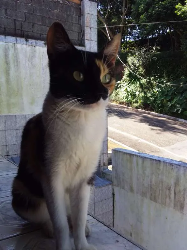 Gato ra a srd idade 2 a 6 meses nome Ravenna
