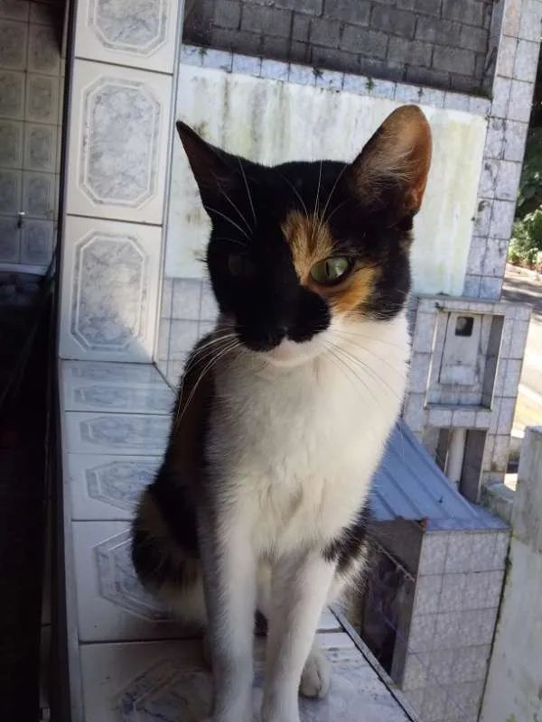 Gato ra a srd idade 2 a 6 meses nome Ravenna