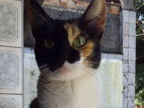 Gato ra a srd idade 2 a 6 meses nome Ravenna
