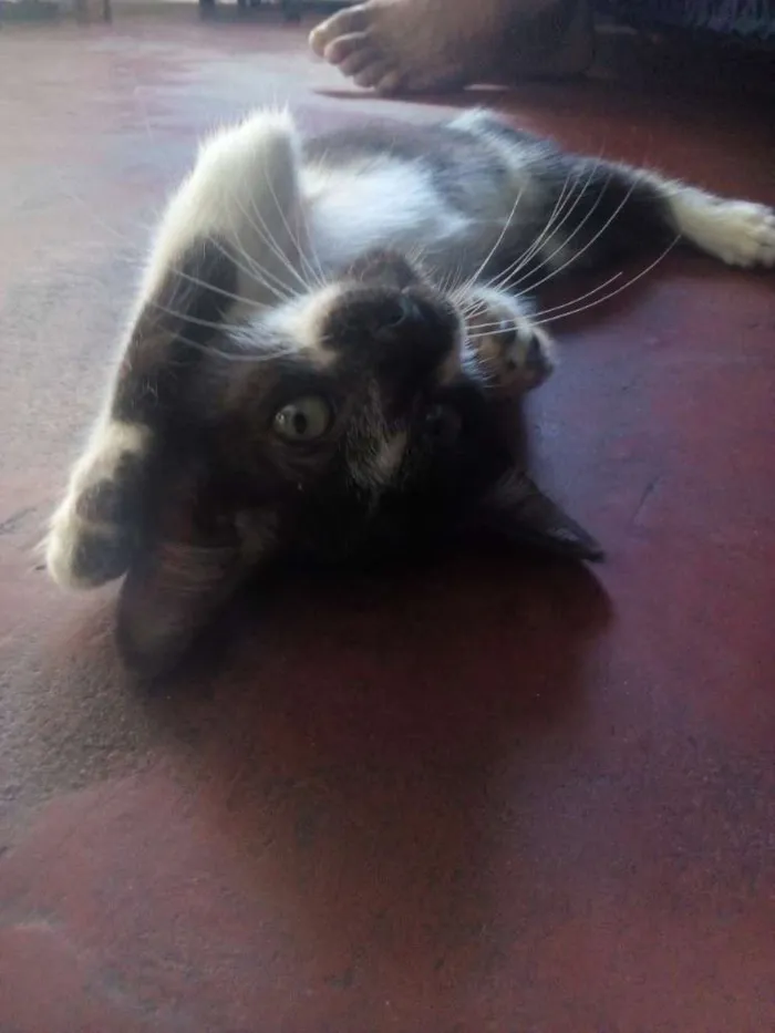 Gato ra a  idade 2 a 6 meses nome não tem