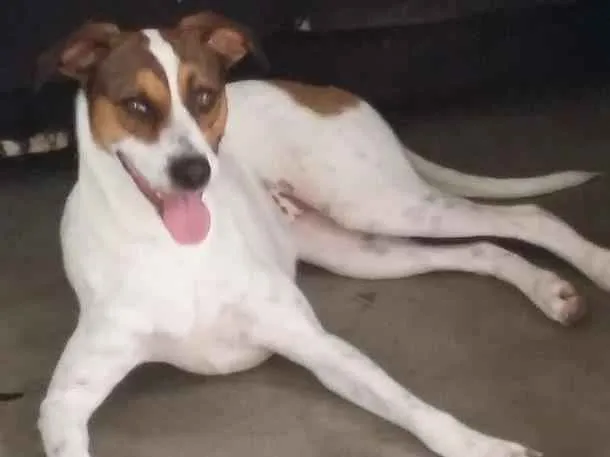 Cachorro ra a srd idade 3 anos nome Maia