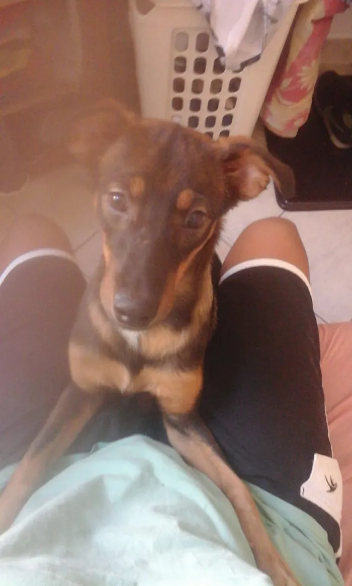 Cachorro raça SRD idade 7 a 11 meses nome Bidu
