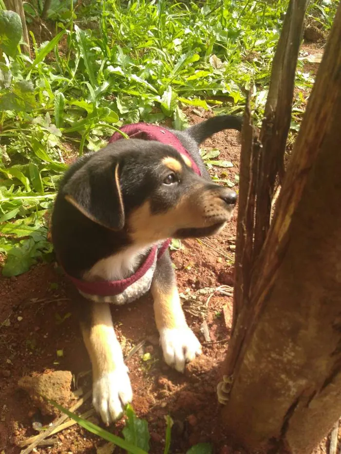 Cachorro ra a Vira lata idade Abaixo de 2 meses nome Pantera