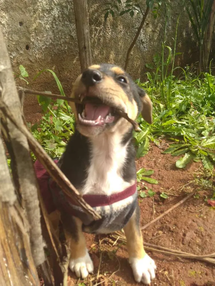 Cachorro ra a Vira lata idade Abaixo de 2 meses nome Pantera