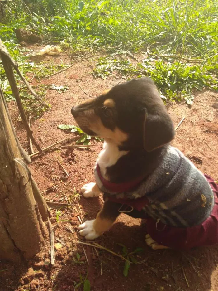 Cachorro ra a Vira lata idade Abaixo de 2 meses nome Pantera