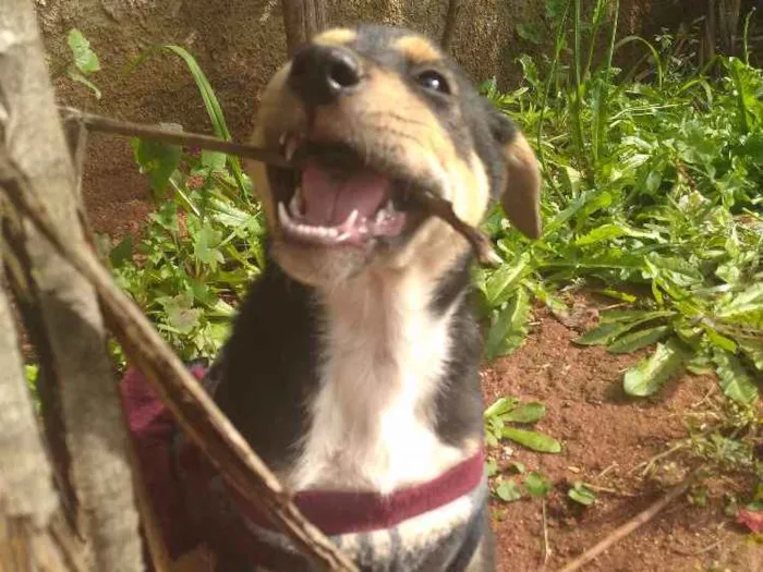 Cachorro ra a Vira lata idade Abaixo de 2 meses nome Pantera