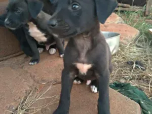Cachorro raça Vira lata de labrador idade 2 a 6 meses nome Sem nome