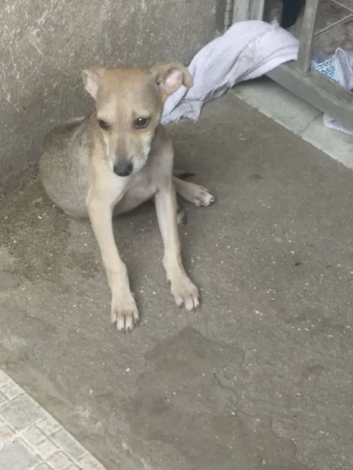Cachorro ra a  idade 2 a 6 meses nome Sem nome