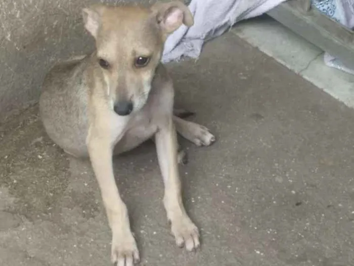 Cachorro ra a  idade 2 a 6 meses nome Sem nome