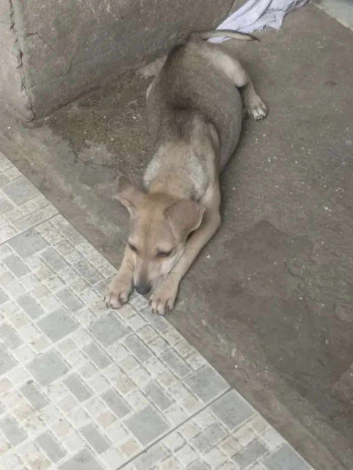 Cachorro ra a  idade 2 a 6 meses nome Sem nome