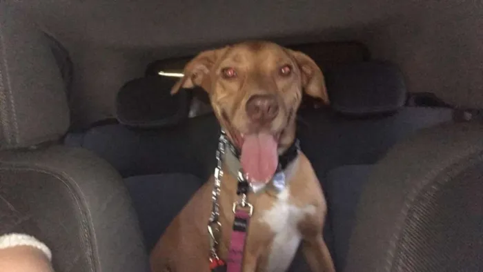 Cachorro raça SRD idade 1 ano nome LUCKY