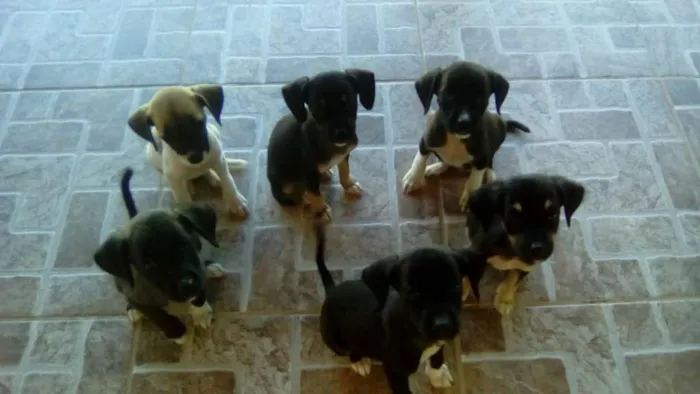 Cachorro raça Golden Retriever caçadviralata idade 2 a 6 meses nome Moisés, rosa, 