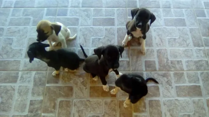 Cachorro raça Golden Retriever caçadviralata idade 2 a 6 meses nome Moisés, rosa, 