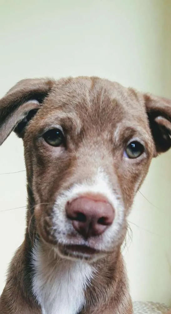 Cachorro ra a Pitbull + Vira Lata idade 2 a 6 meses nome Vicky