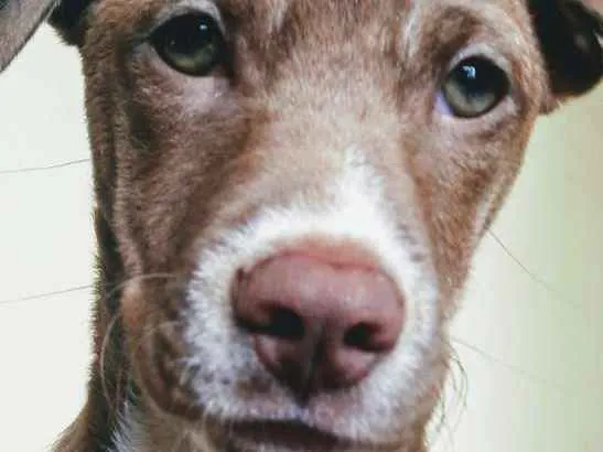 Cachorro ra a Pitbull + Vira Lata idade 2 a 6 meses nome Vicky