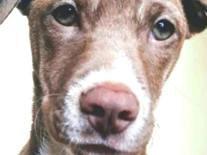 Cachorro ra a Pitbull + Vira Lata idade 2 a 6 meses nome Vicky