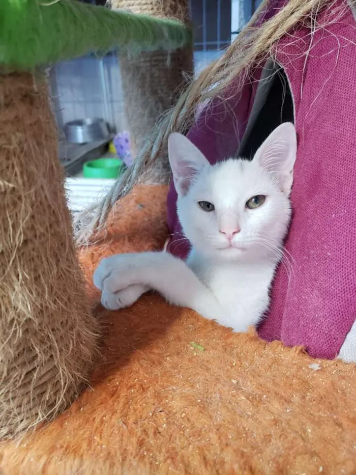 Gato raça Felino idade 2 a 6 meses nome Whith