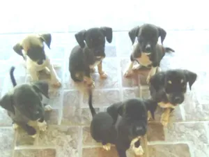 Cachorro raça Golden Retriever caçadviralata idade 2 a 6 meses nome Moisés, rosa, 