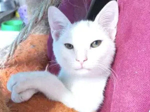 Gato raça Felino idade 2 a 6 meses nome Whith