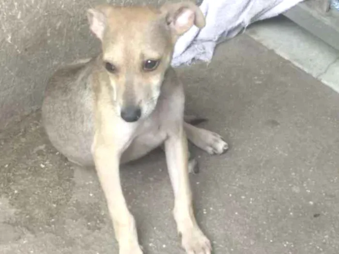 Cachorro ra a  idade 2 a 6 meses nome Sem nome