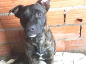 Cachorro raça Srd idade 1 ano nome Donny