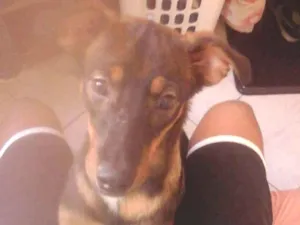 Cachorro raça SRD idade 7 a 11 meses nome Bidu