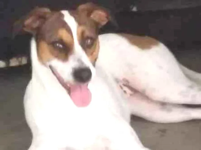 Cachorro ra a srd idade 3 anos nome Maia