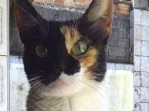 Gato raça srd idade 2 a 6 meses nome Ravenna