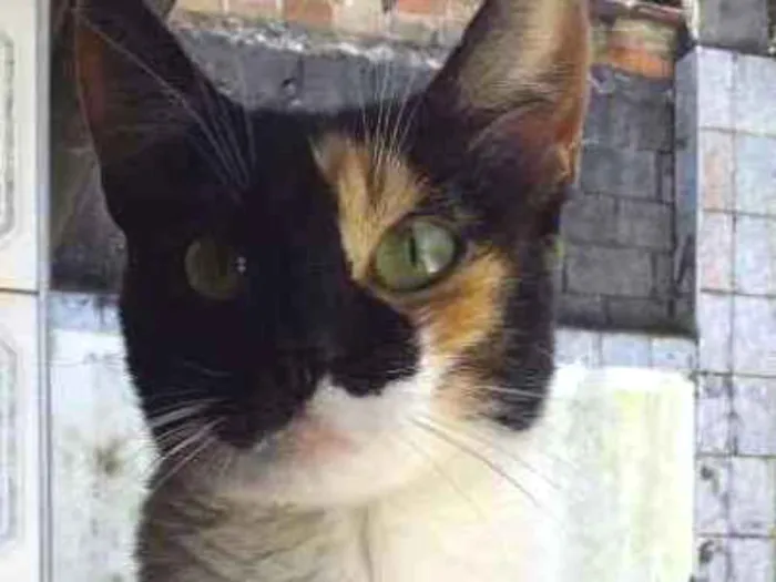 Gato ra a srd idade 2 a 6 meses nome Ravenna
