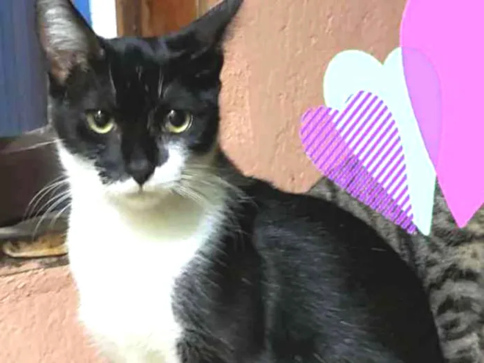 Gato raça Felino idade 2 a 6 meses nome Jerry