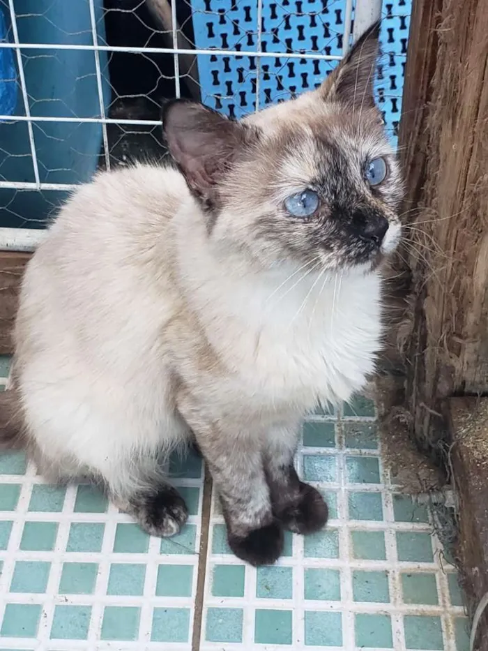 Gato raça Felino idade 7 a 11 meses nome Nina