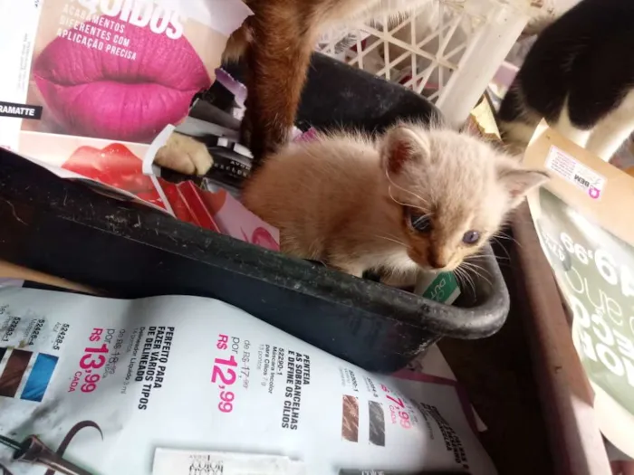 Gato raça Srd idade Abaixo de 2 meses nome Sem nome