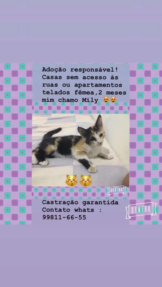 Gato raça Srd idade 2 a 6 meses nome Mily