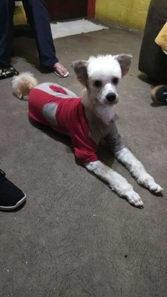 Cachorro ra a Canina idade 1 ano nome Leão