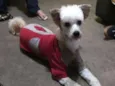 Leão