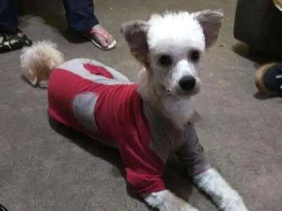Cachorro ra a Canina idade 1 ano nome Leão