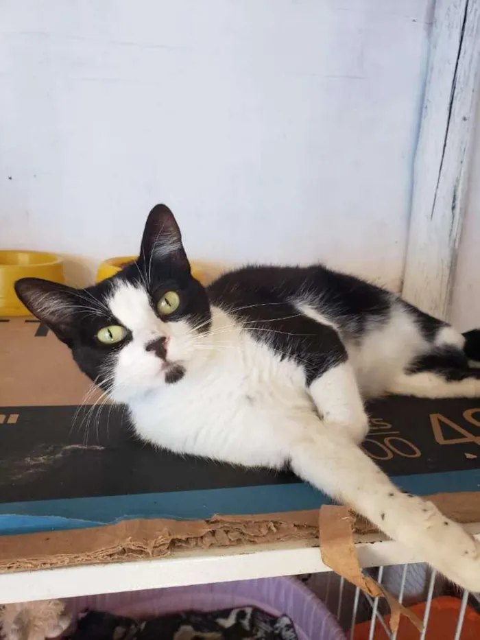 Gato ra a Felino idade 7 a 11 meses nome Narizinho