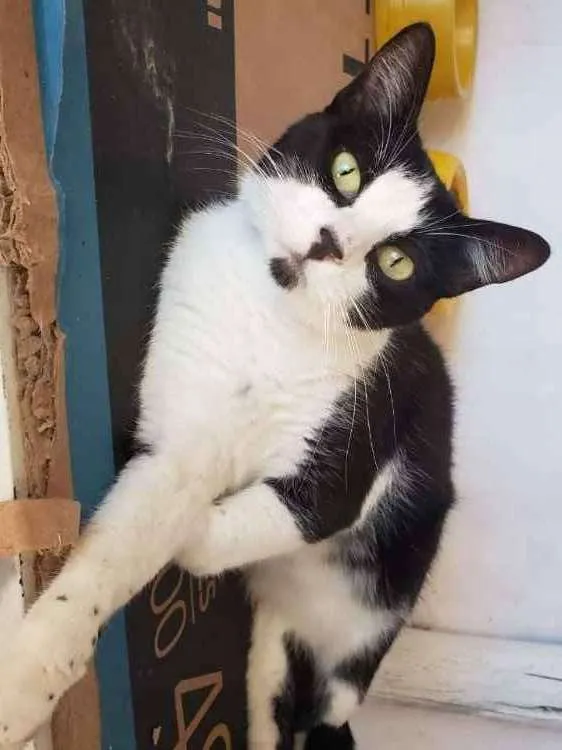 Gato ra a Felino idade 7 a 11 meses nome Narizinho