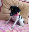 Cachorrinha Andreia