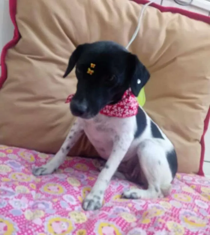 Cachorro raça SRD idade 2 anos nome Cachorrinha Andreia