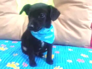 Cachorro raça srd idade Abaixo de 2 meses nome filhote Andreia