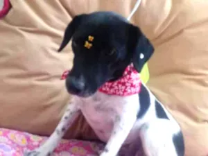 Cachorro raça SRD idade 2 anos nome Cachorrinha Andreia