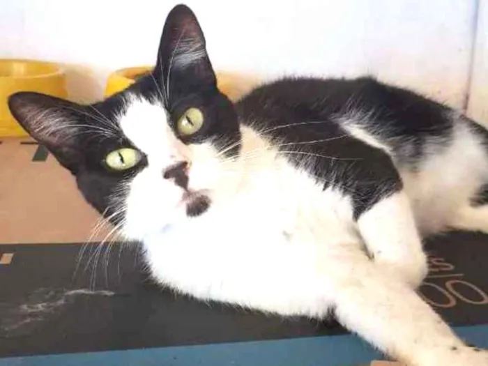 Gato ra a Felino idade 7 a 11 meses nome Narizinho