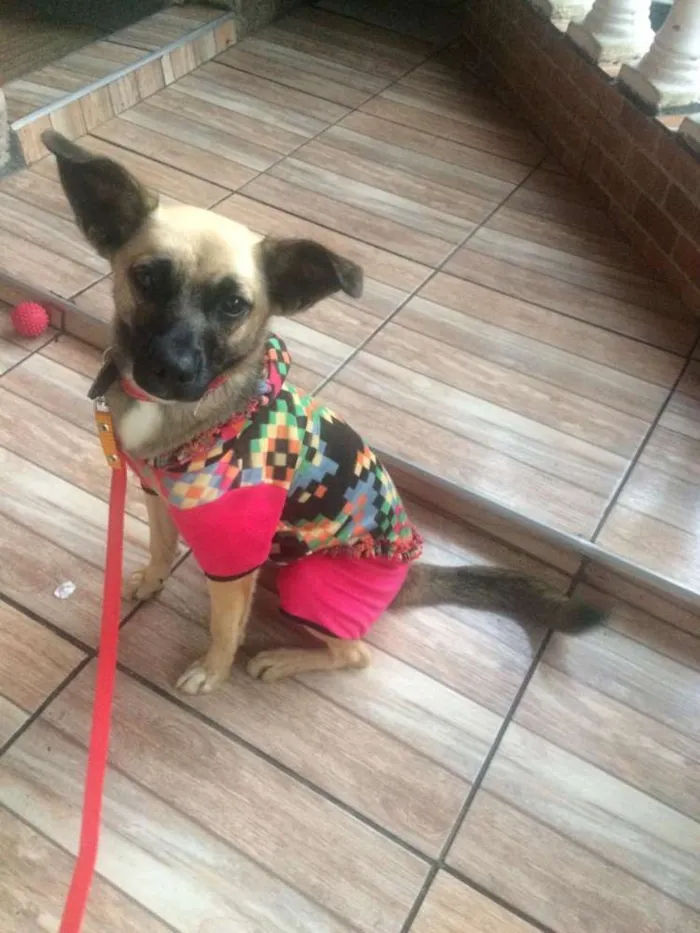Cachorro ra a Vira lata idade 7 a 11 meses nome Luna