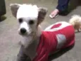 Leão