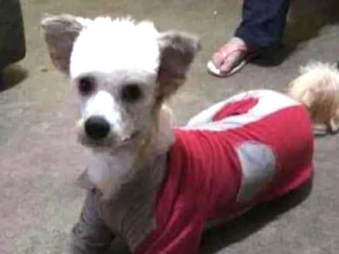 Cachorro ra a Canina idade 1 ano nome Leão