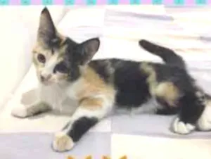 Gato raça Srd idade 2 a 6 meses nome Mily